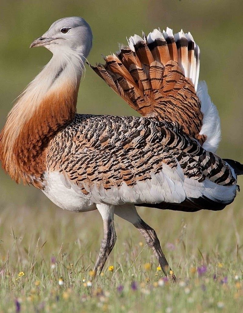 Дрофа обыкновенная