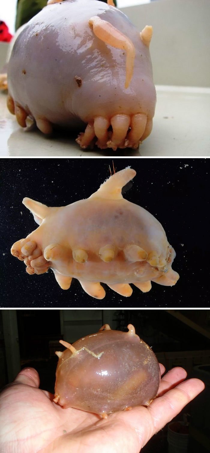 Морская свинья голотурия