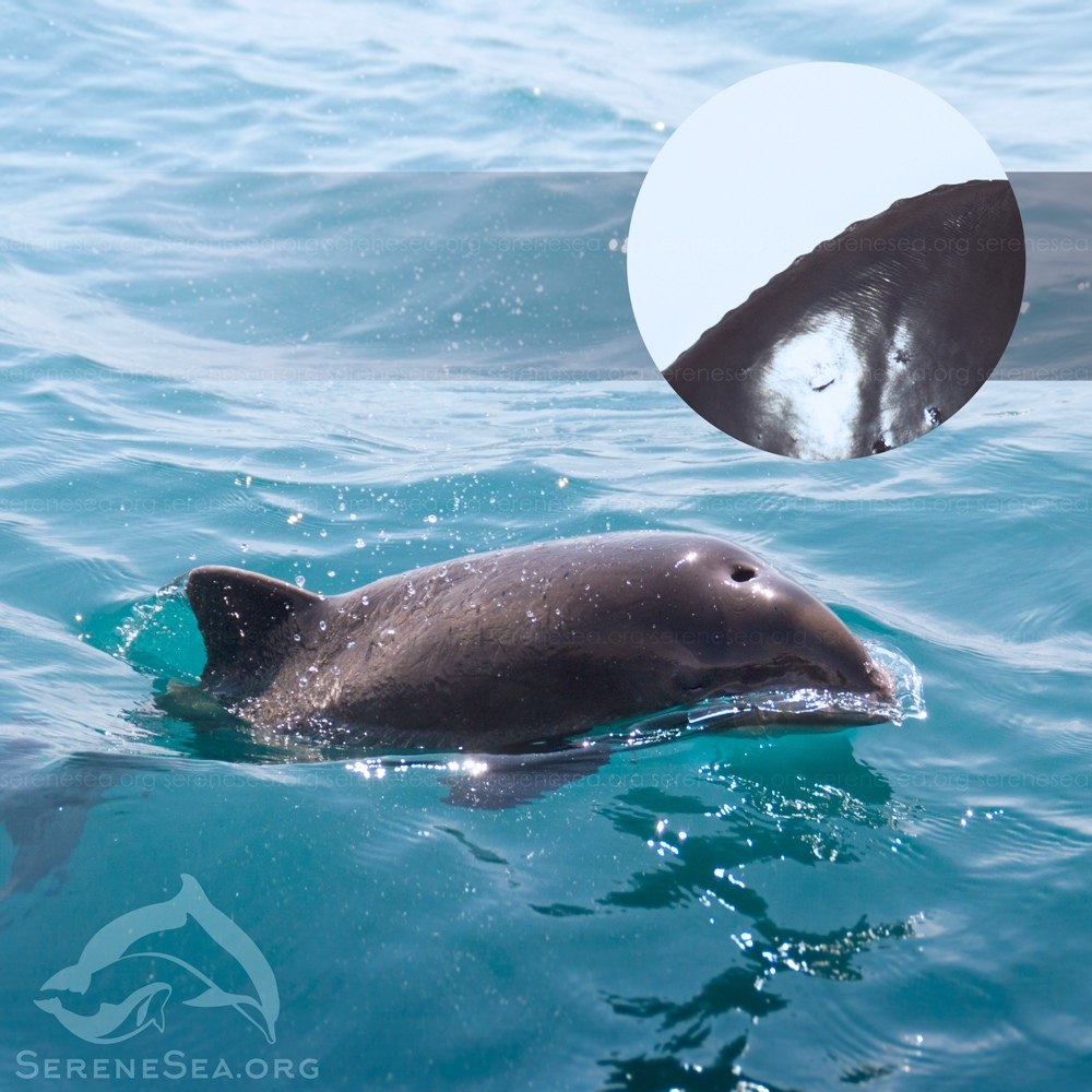 Морская свинья Дельфин