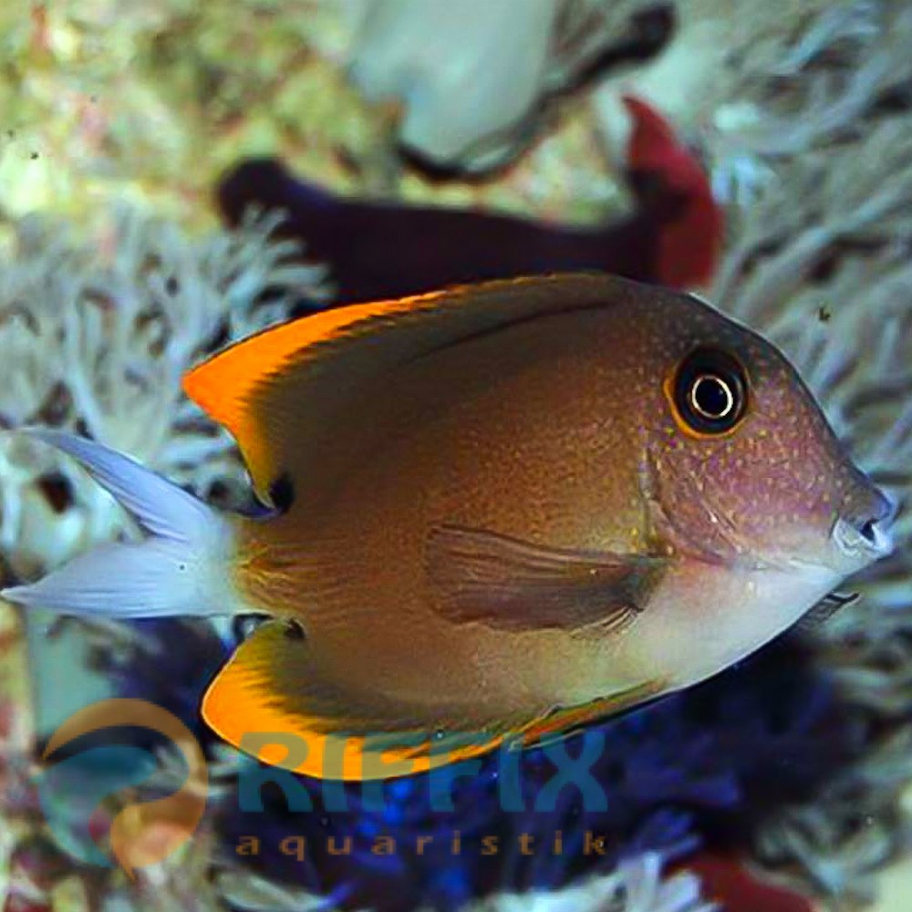 Ctenochaetus Tominiensis