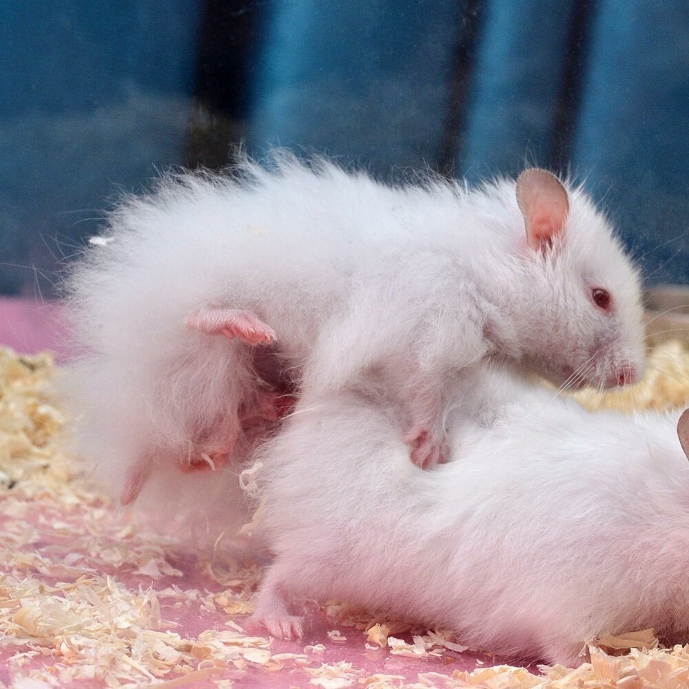 Сирийский хомяк розовый