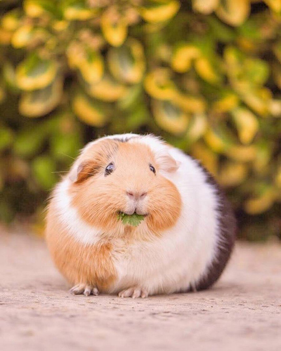 Морская Свинка пятнистая