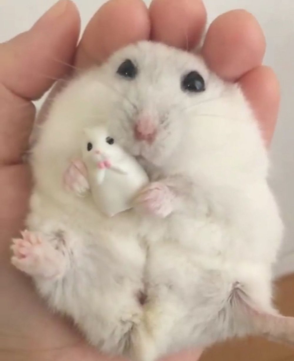 Хомяк джунгарик