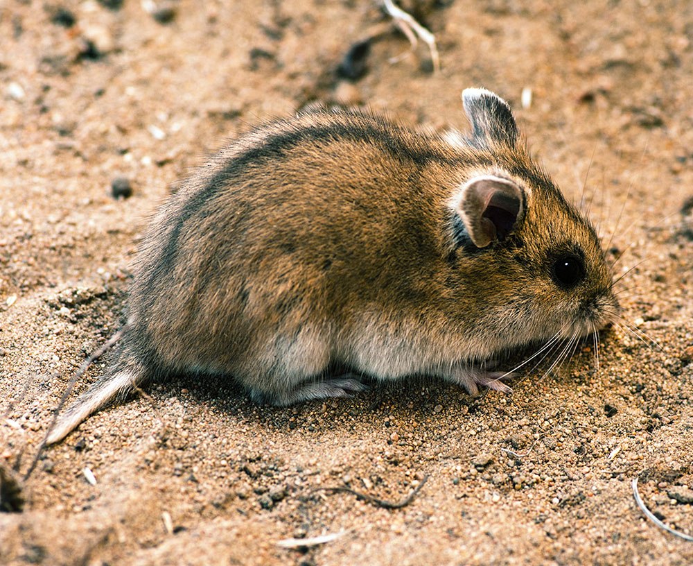 Хомячок Эверсманна