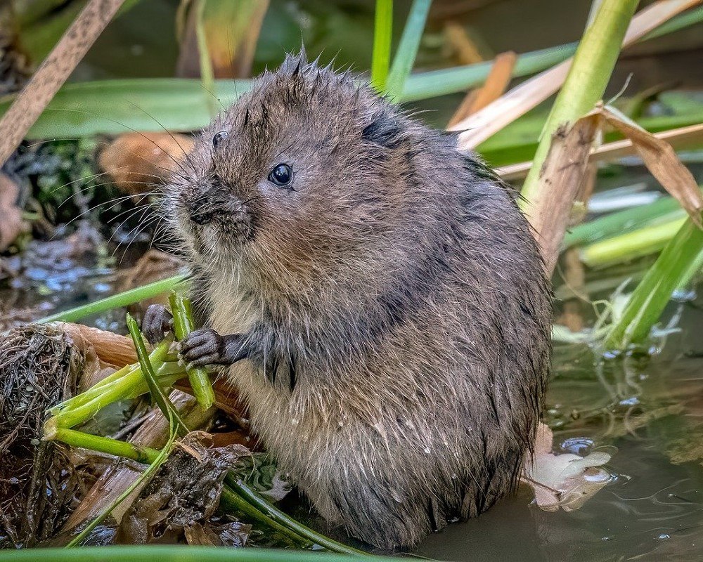 Водяная полёвка водяная крыса
