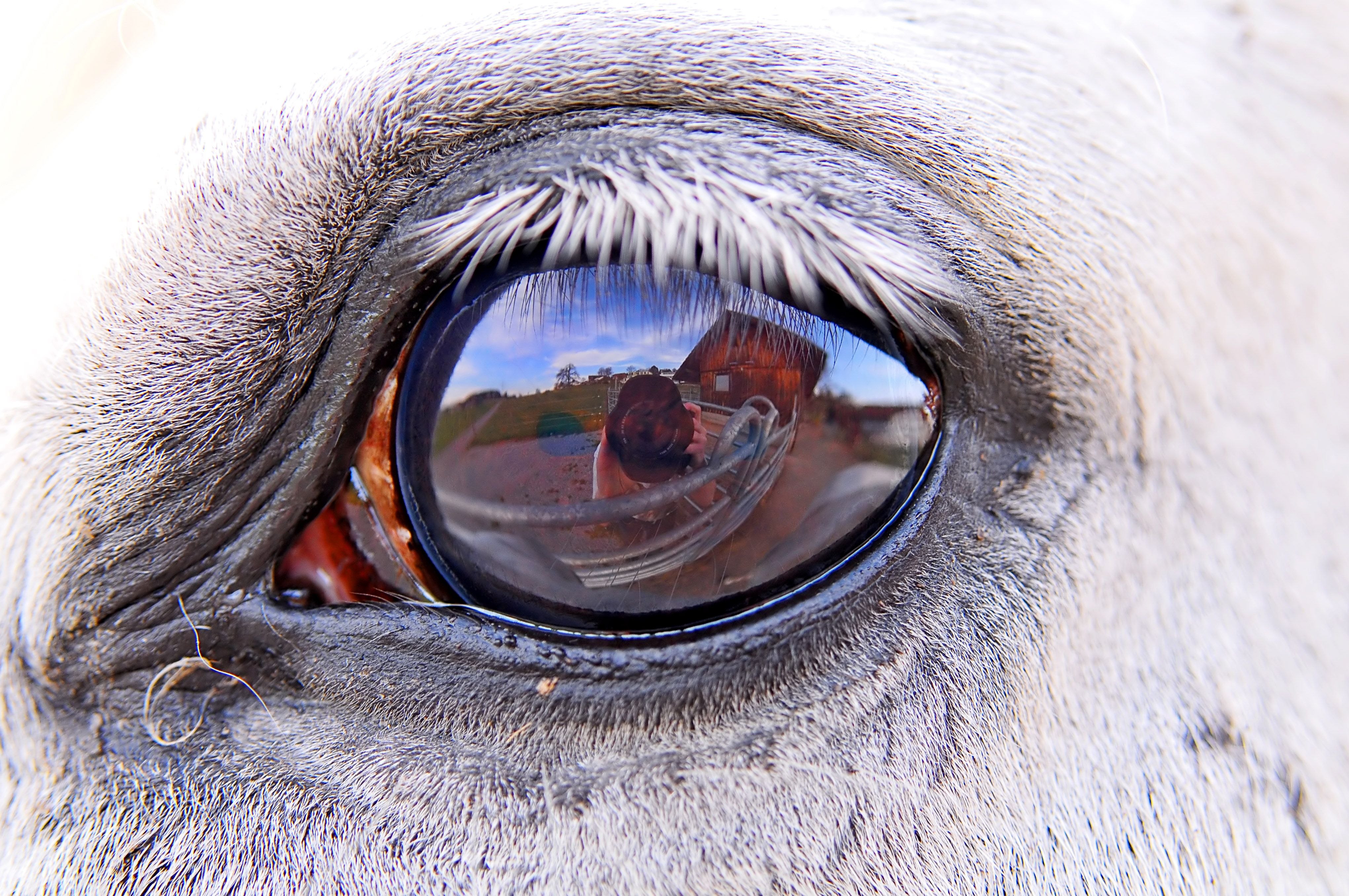 Зрение лошади | VK