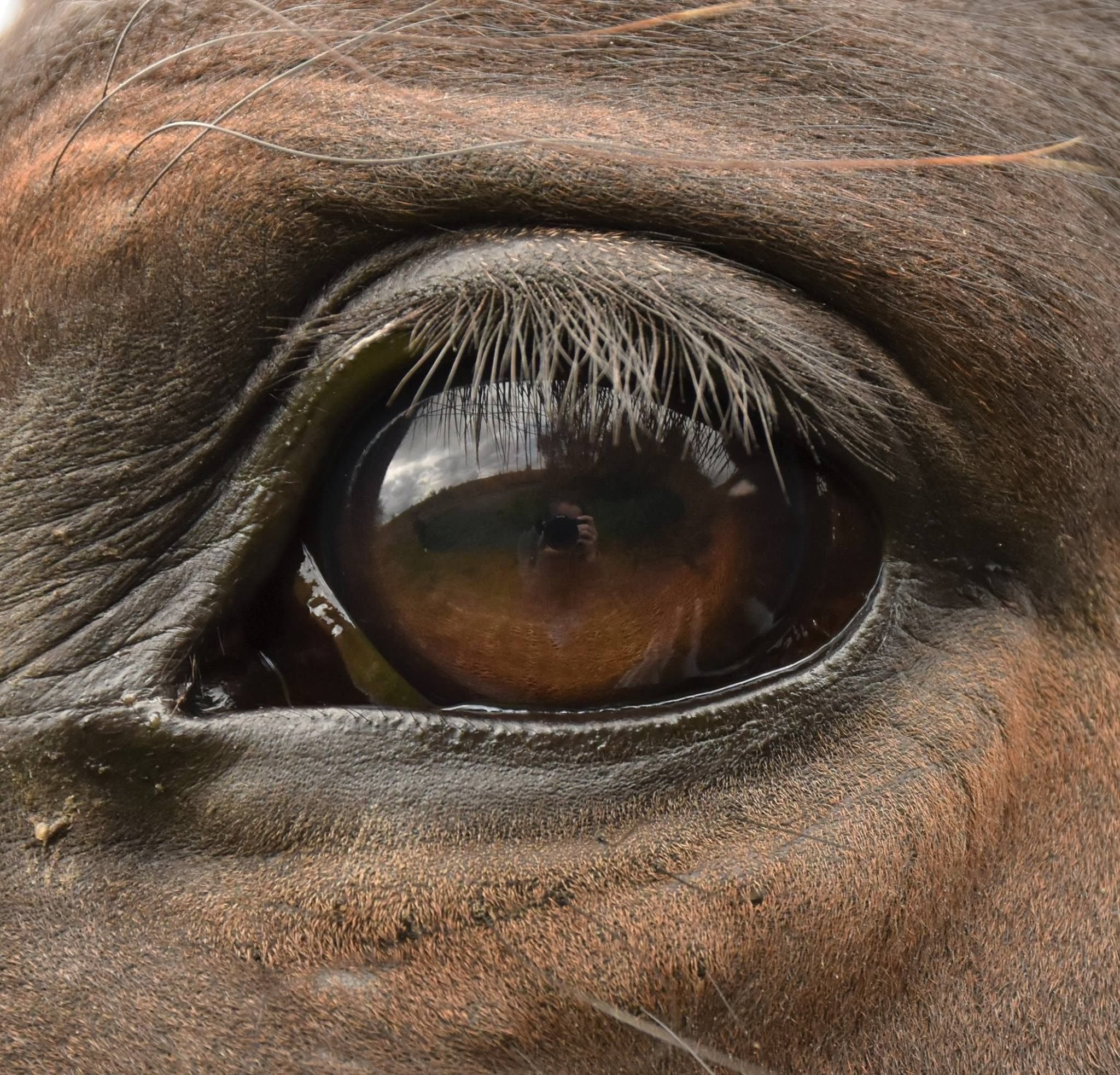 Глаз лошади Изображения – скачать бесплатно на Freepik