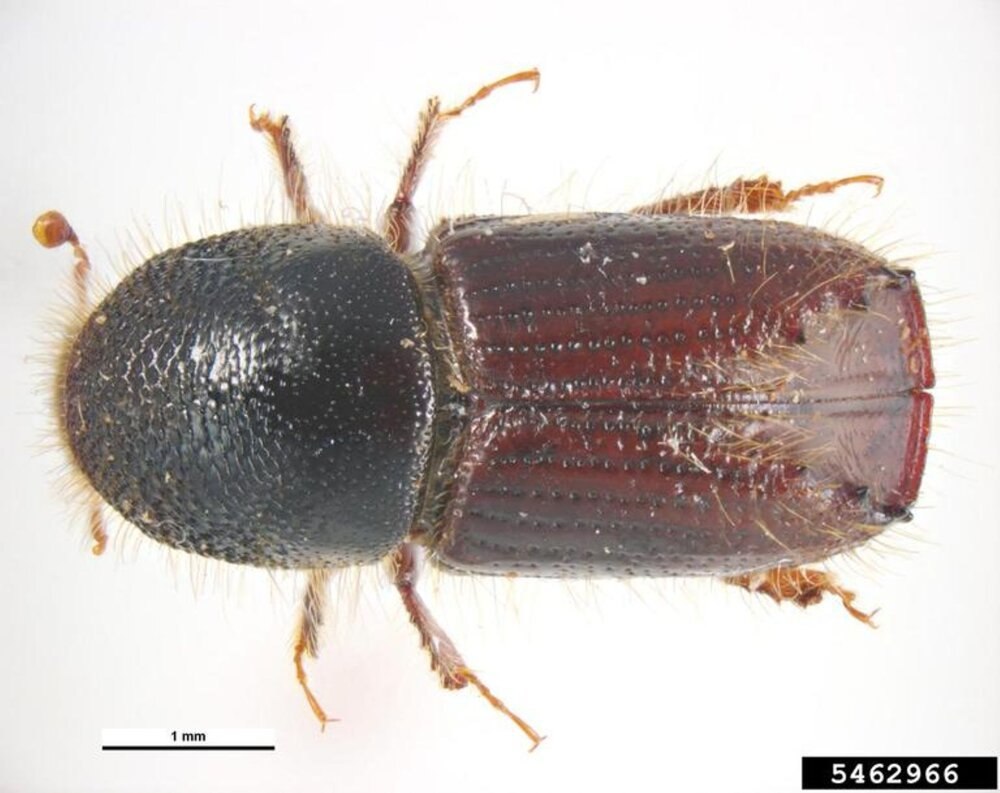 Короед-типограф (IPS typographus l.)