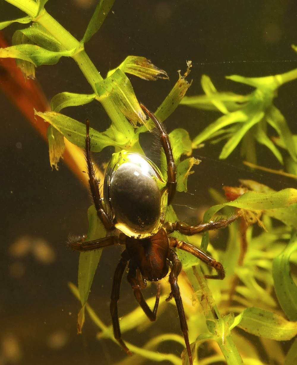 Водяной паук Argyroneta Aquatica