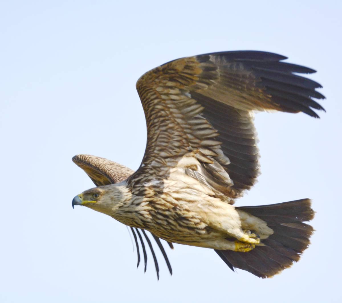 Могильник. Могильник (Aquila heliaca). Орел-могильник (Aquila heliaca. Императорский Орел могильник. Могильник Aquila heliaca Savigny, 1809.