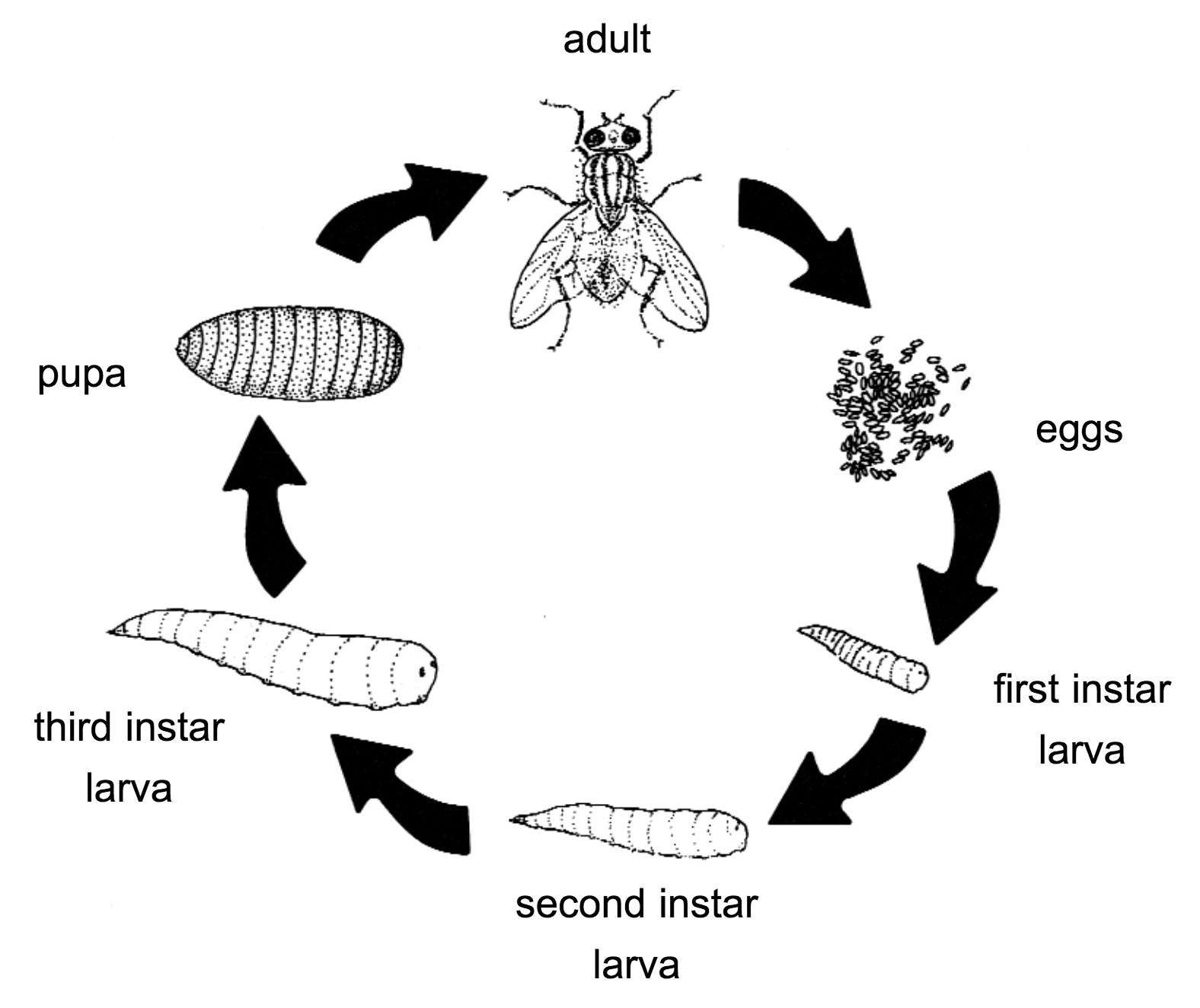 Развитие мясной мухи. Жизненный цикл вольфартовой мухи. Вольфартиоз жизненный цикл. Жизненный цикл Wohlfahrtia magnifica. Wohlfahrtia magnifica цикл развития.
