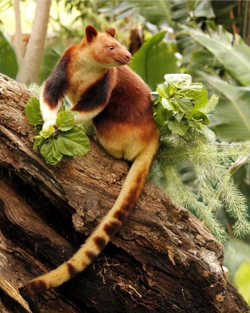 Древесный кенгуру валлаби