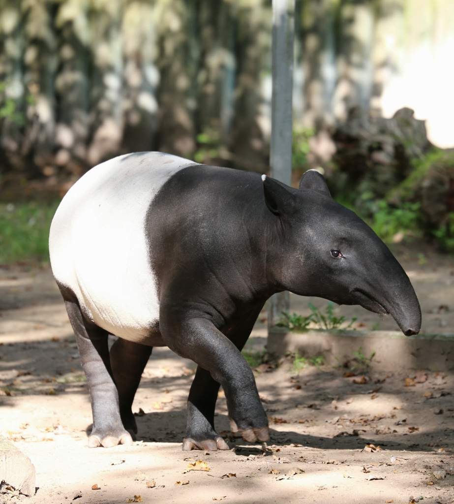 Непарнокопытные тапиры