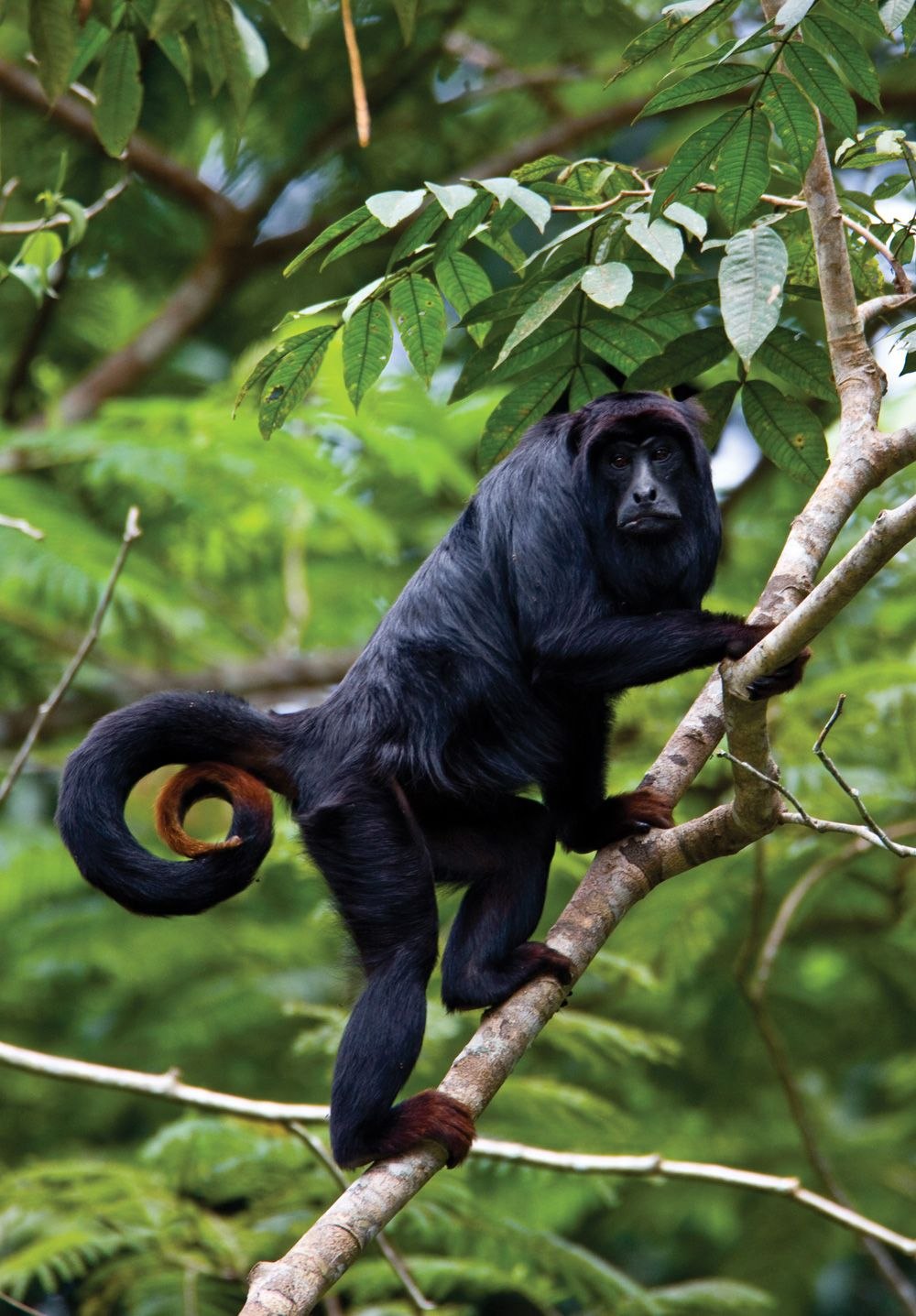 Бразилия Rainforest Tamarin