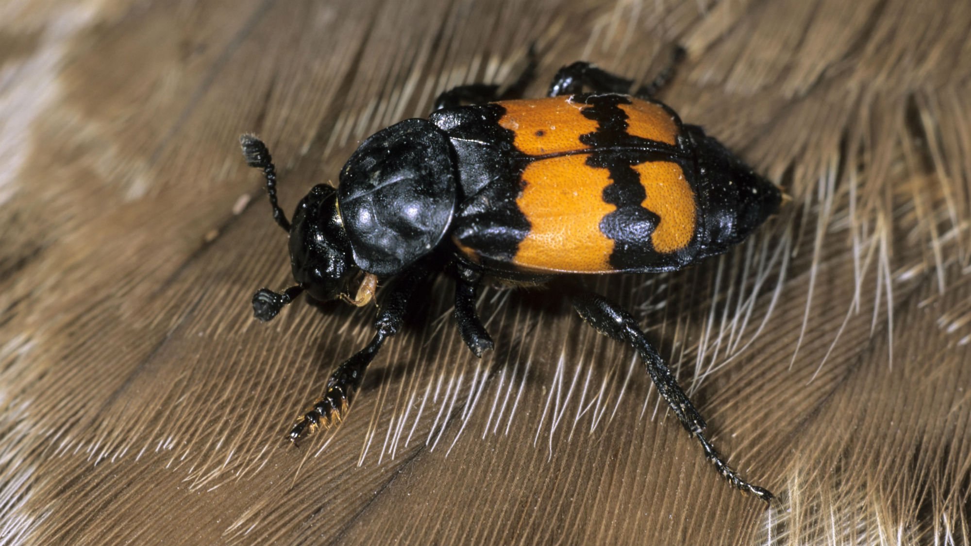 Могильщик. Жук мертвоед Nicrophorus. Жук — могильщик, мертвоед. Жук могильщик чернобулавый. Жук могильщик обыкновенный.