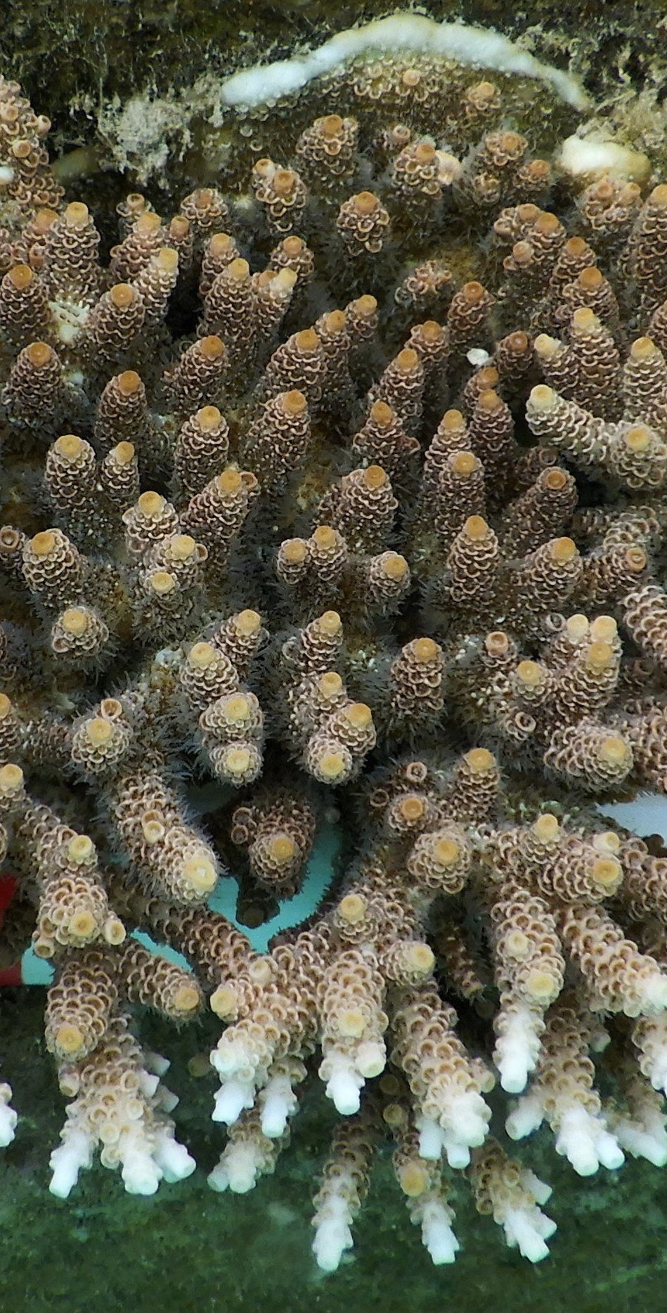 Acropora Millepora Lemon Sour