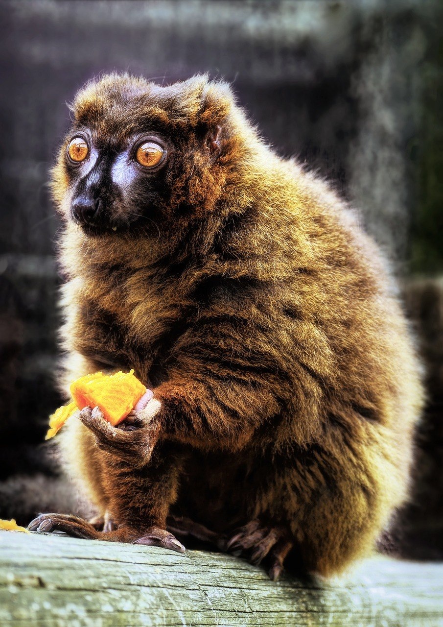 Краснобрюхая мартышка