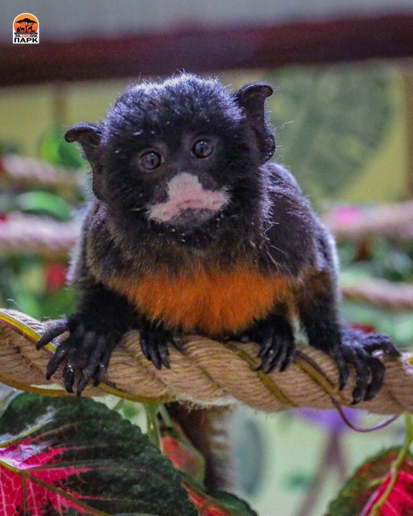 Краснобрюхий Тамарин