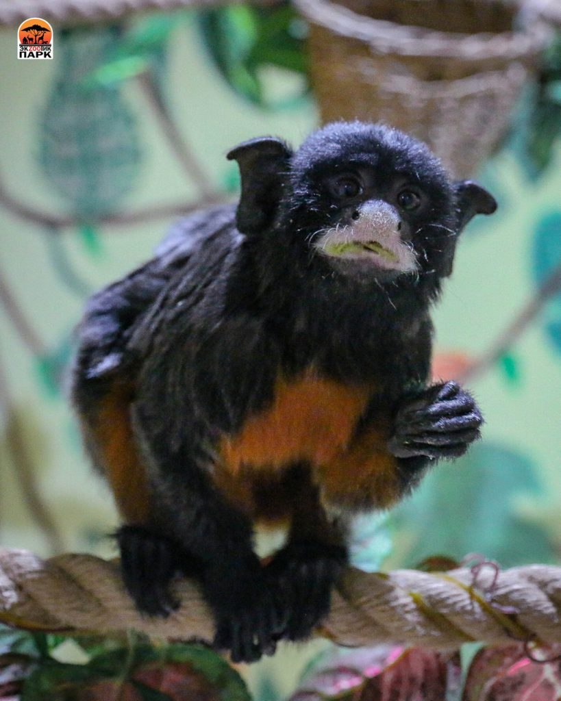 Краснобрюхий Тамарин