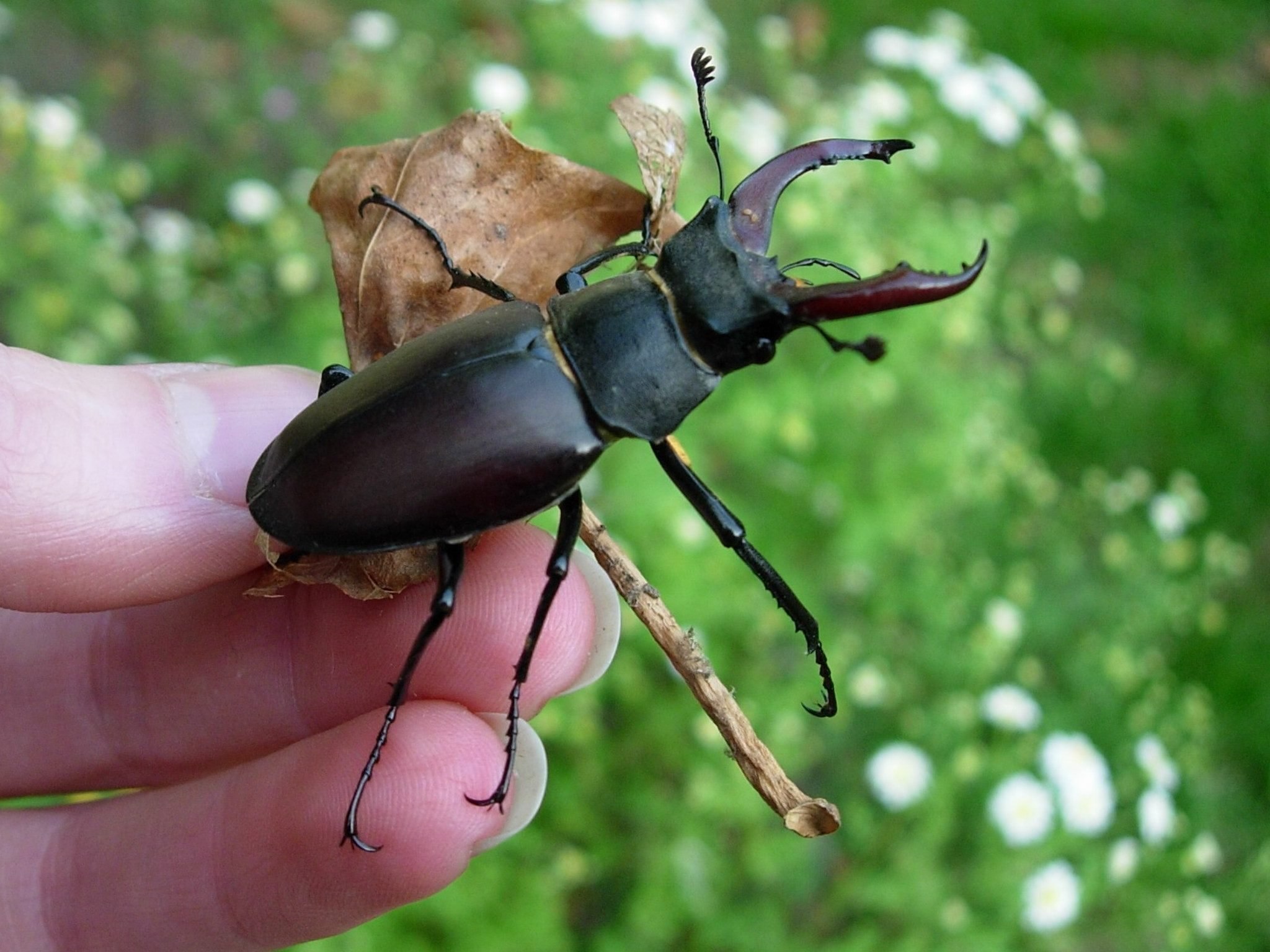 Жуки 1 6. Жук Stag Beetle. Жук олень навозный Жук. Жук олень альбинос. Жук Рогач живот.