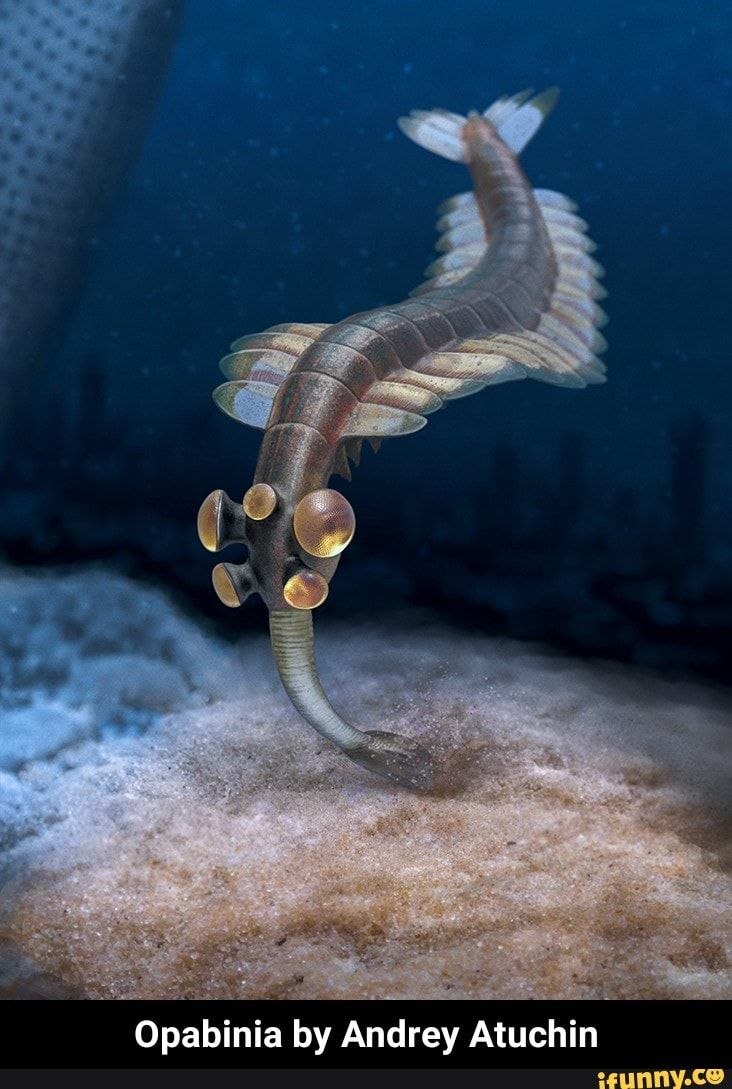 Opabinia regalis
