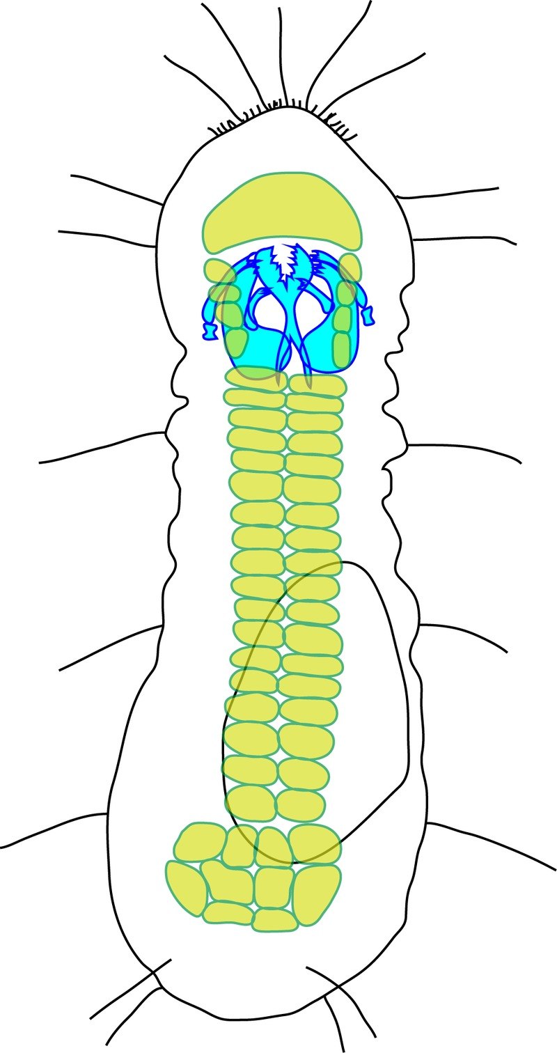 Micrognathozoa строение
