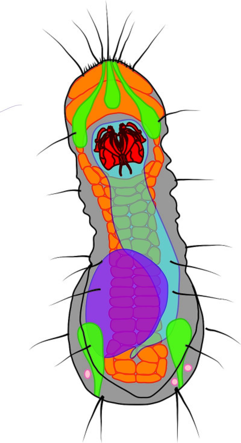 Micrognathozoa строение