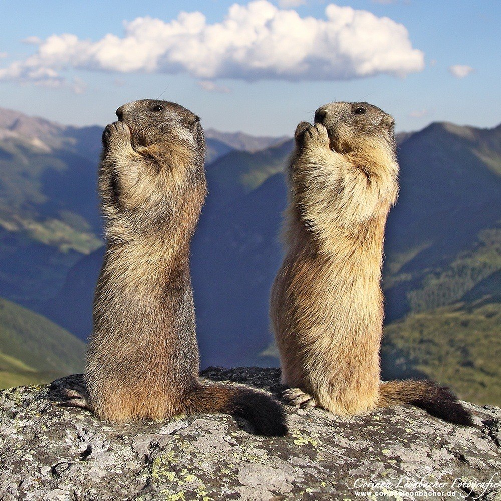 Сурок Степной, Байбак (Marmota Bobak)