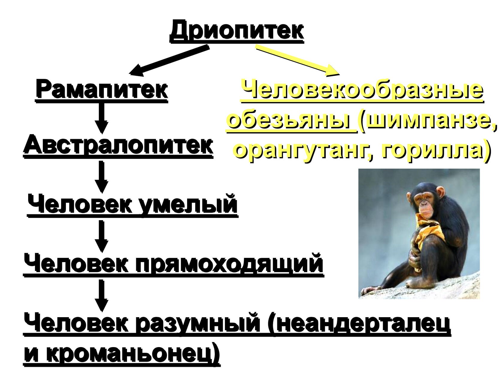 Развитие человека и человекообразных обезьян. Эволюция человека дриопитек. Этапы эволюции человека дриопитек. Этапы антропогенеза дриопитеки. Эволюция человека рамапитек.