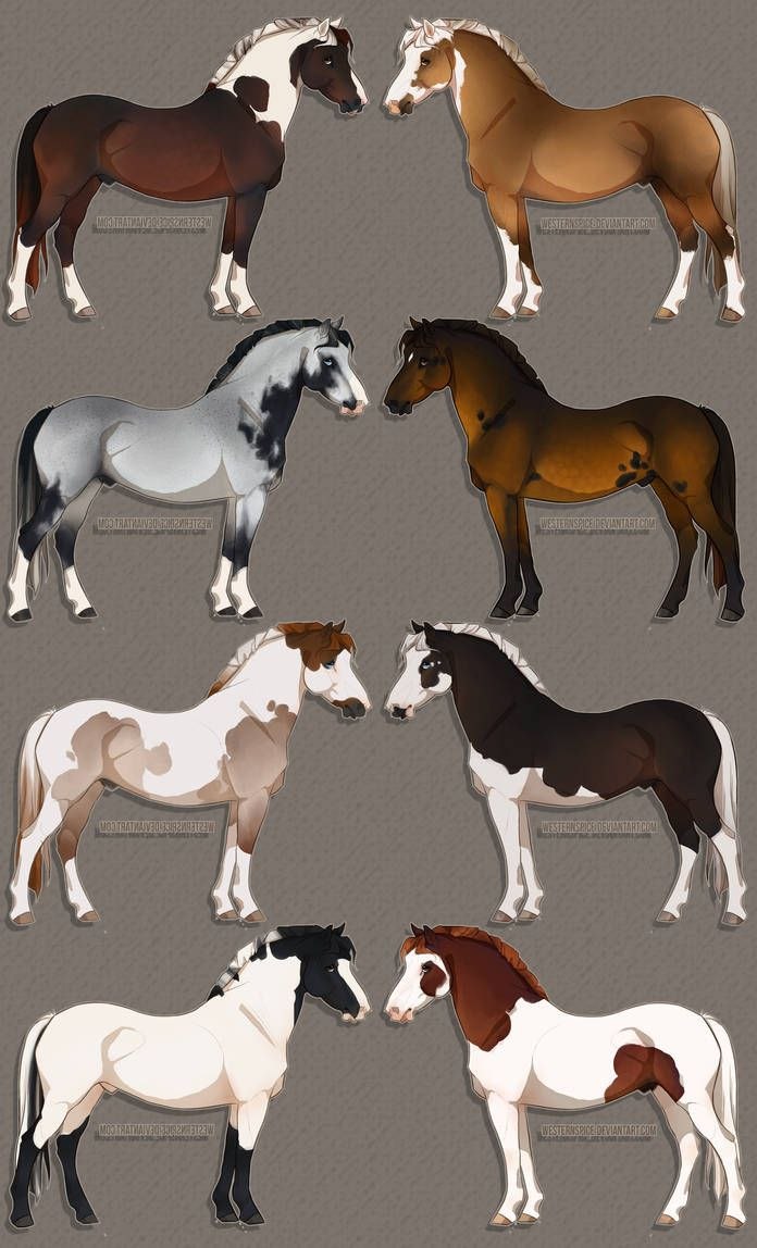 Спирит адопты лошади