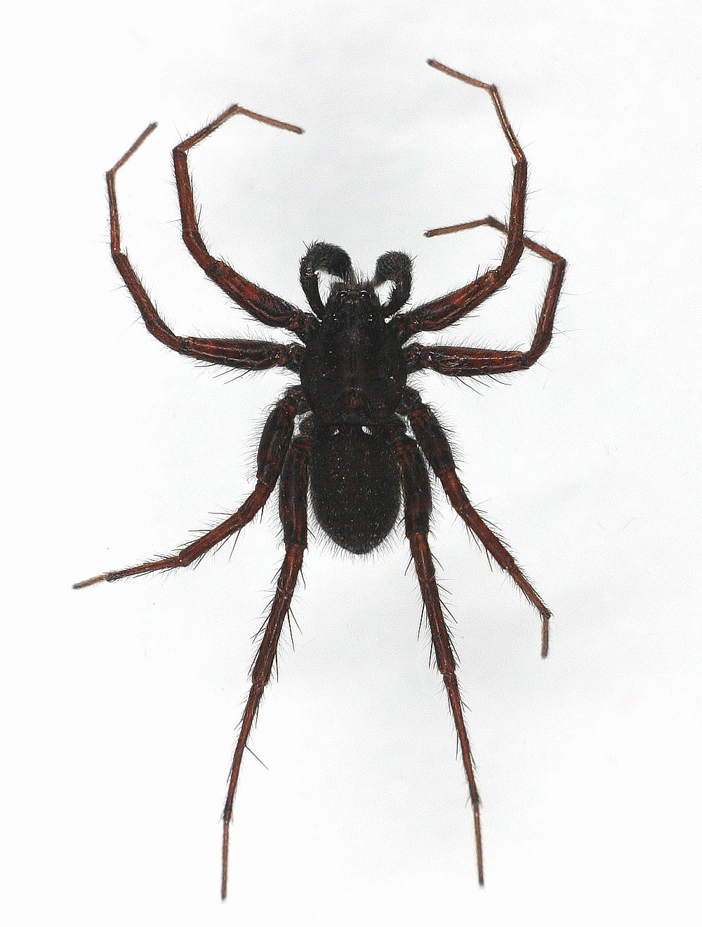 Pardosa prativaga
