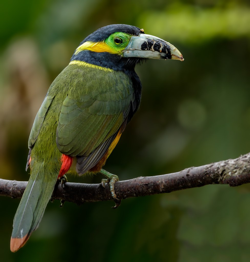 Selenidera maculirostris