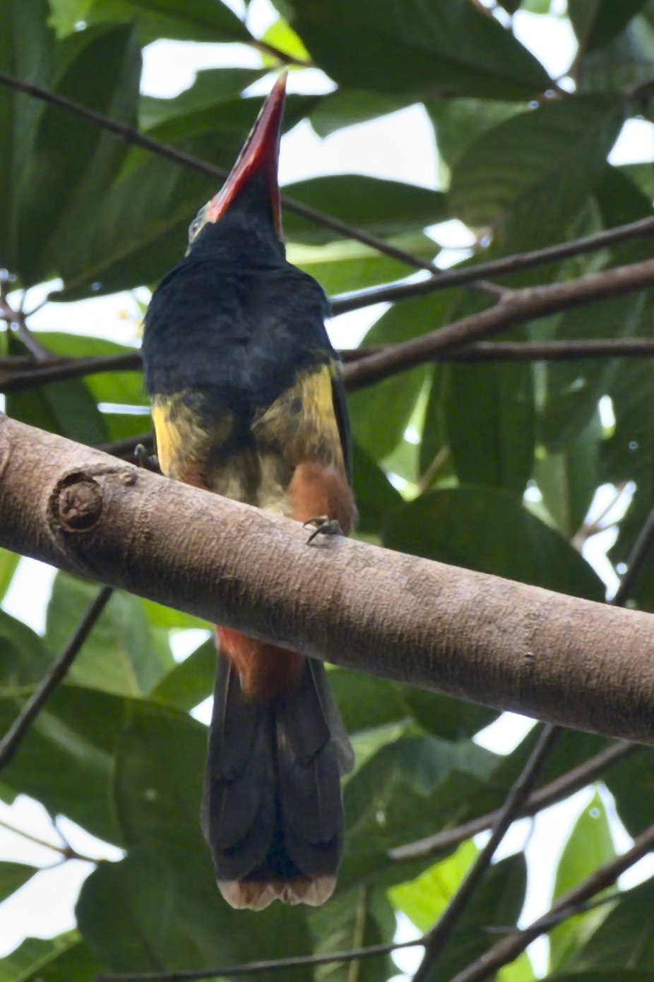 Selenidera nattereri