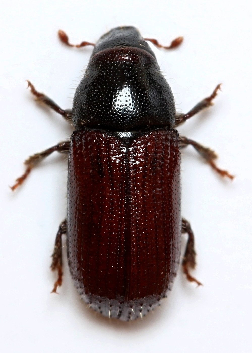 Tomicus piniperda