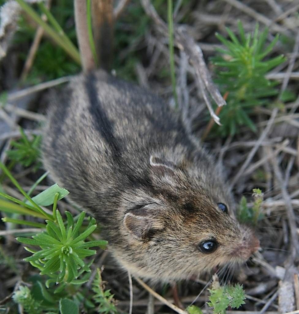Лесная мышовка