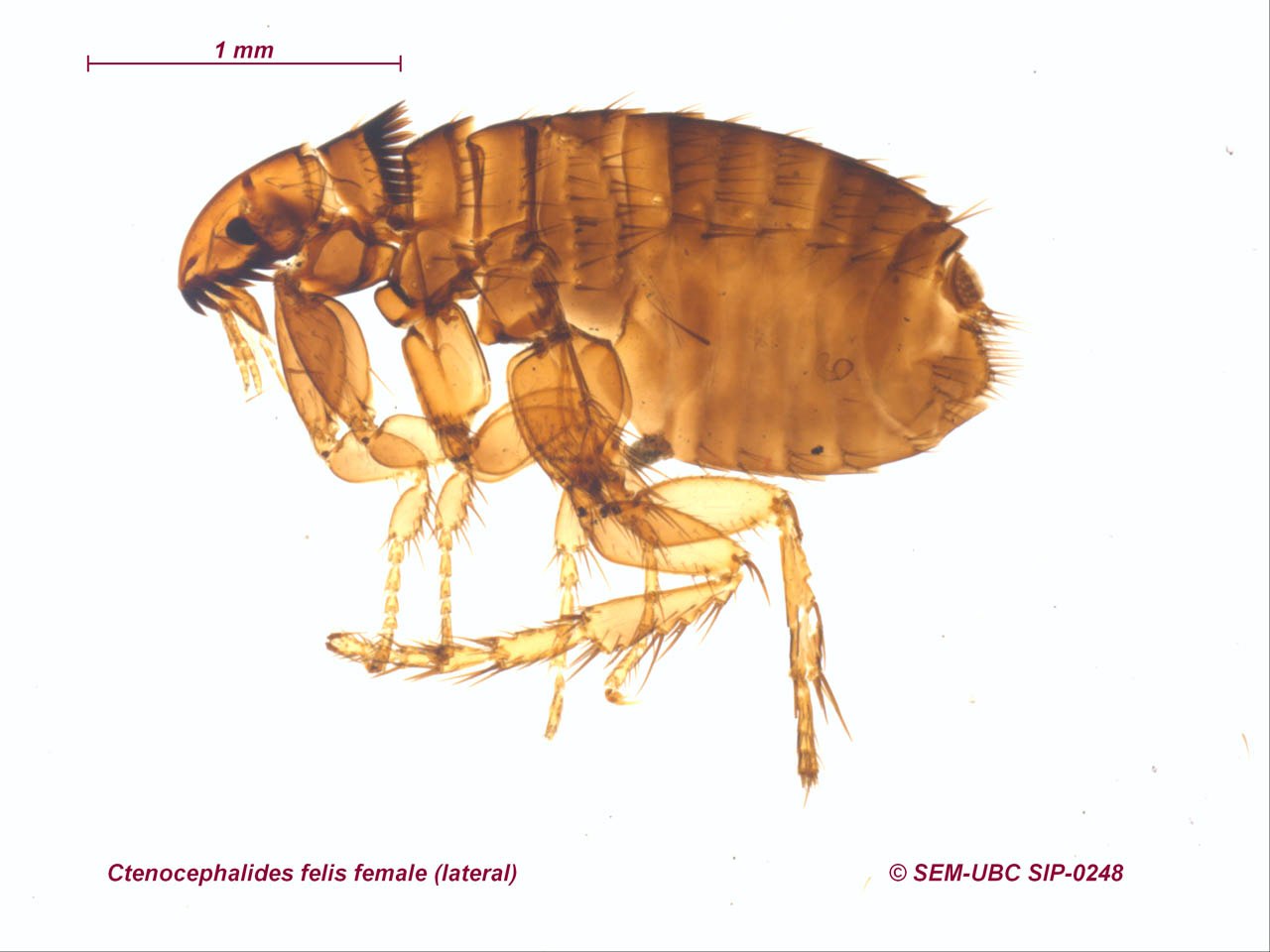 Pulex irritans. Кошачья блоха Ctenocephalides Felis. Ctenocephalus canis строение. 12. Ctenocephalus canis, блоха собачья. Ctenocephalides canis жизненный цикл.