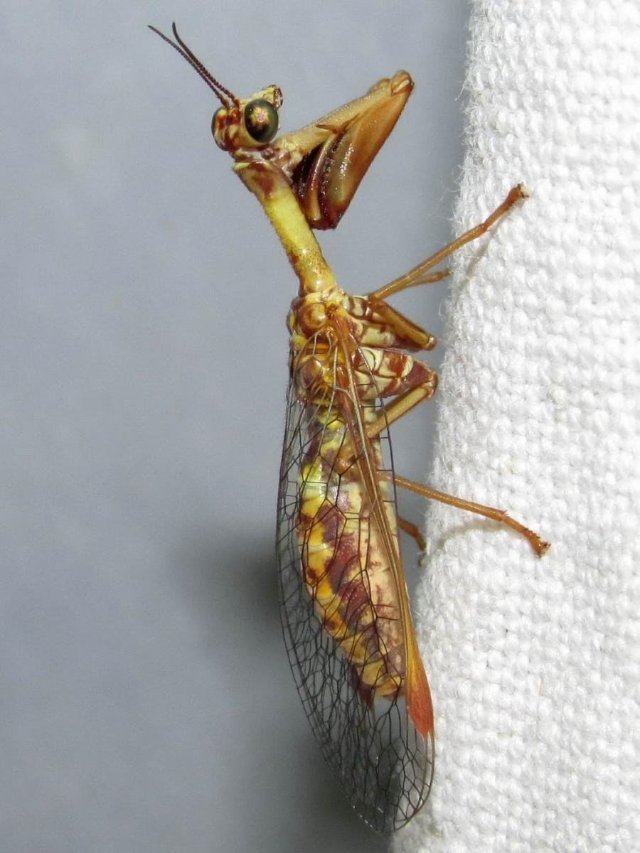 Mantispa styriaca