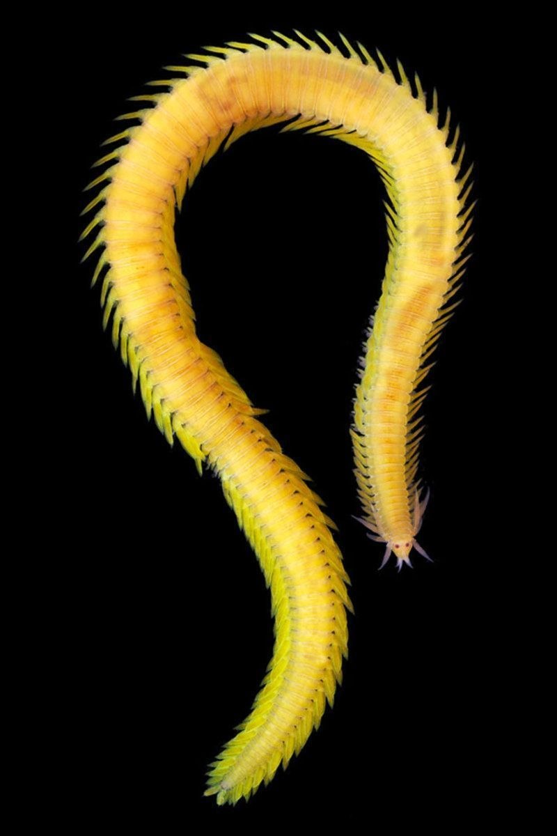 Eulalia viridis