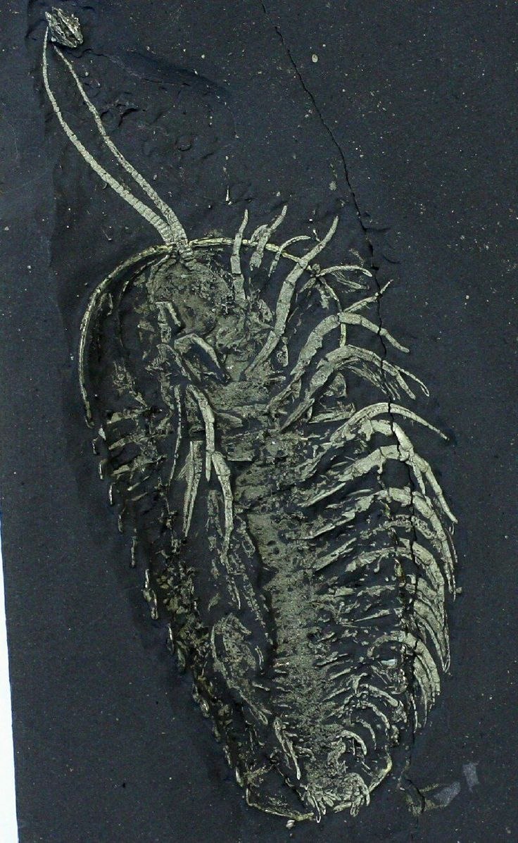 Triarthrus eatoni