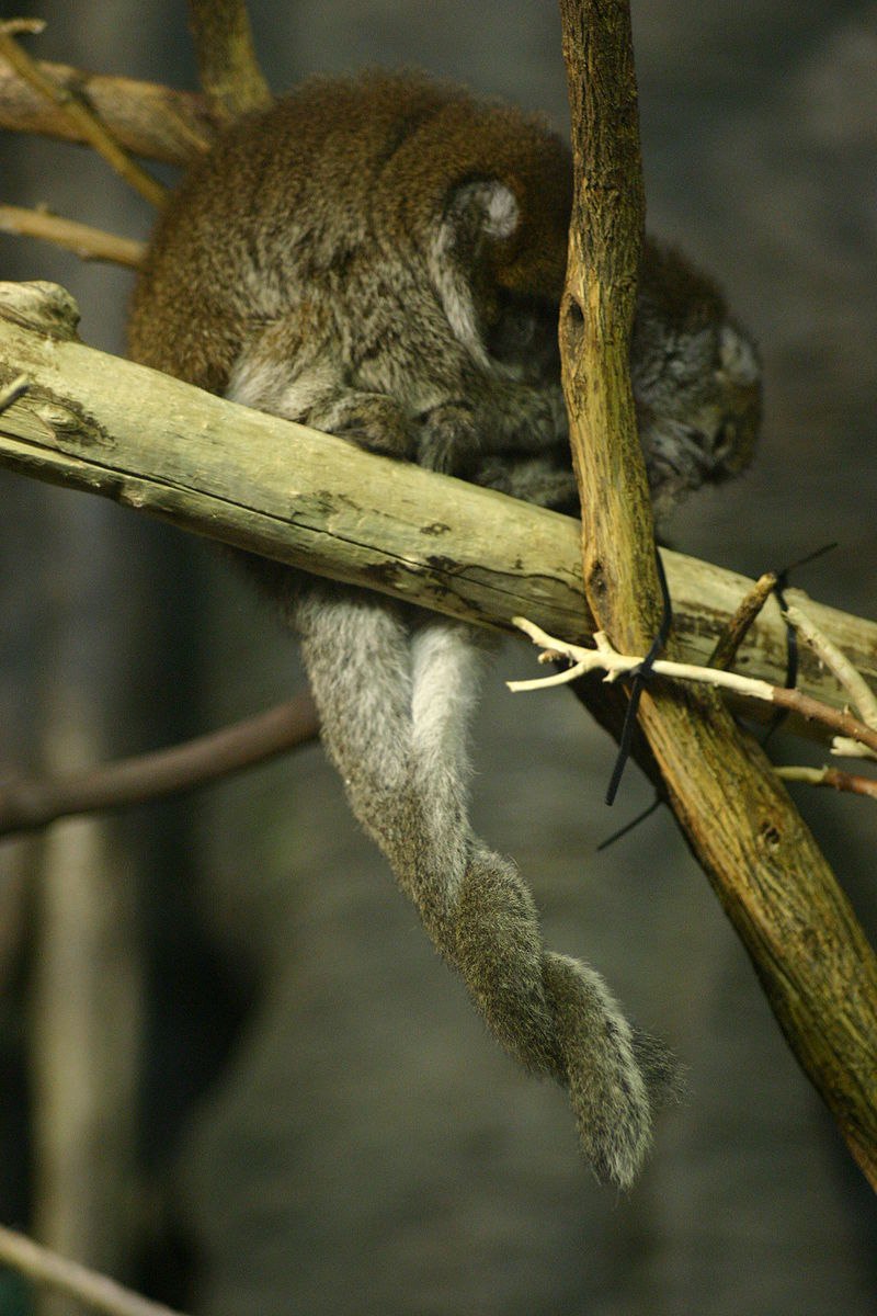 Callicebus donacophilus
