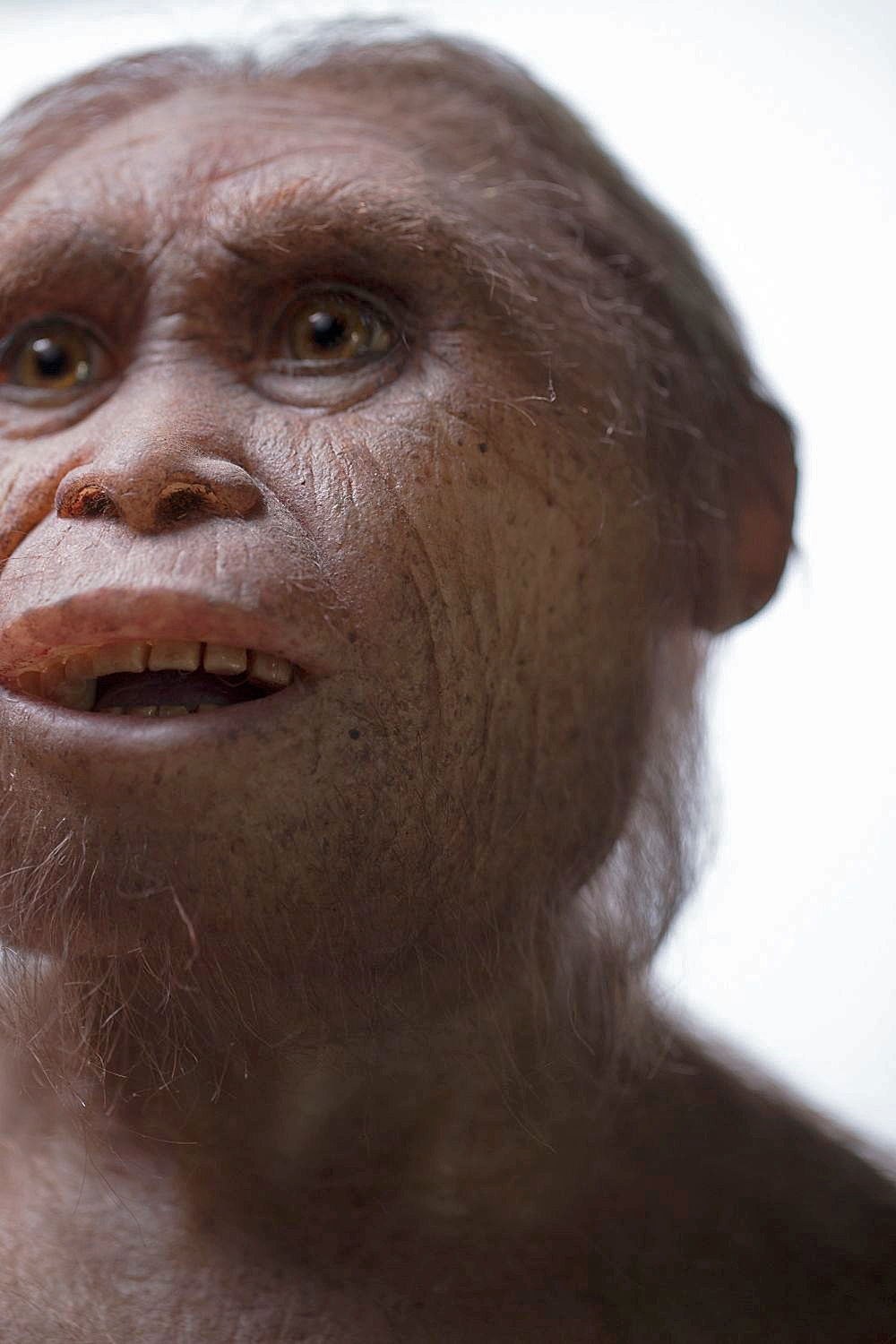 Человек флоресский homo floresiensis