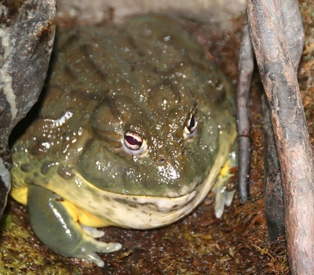 Африканская жаба Bullfrog