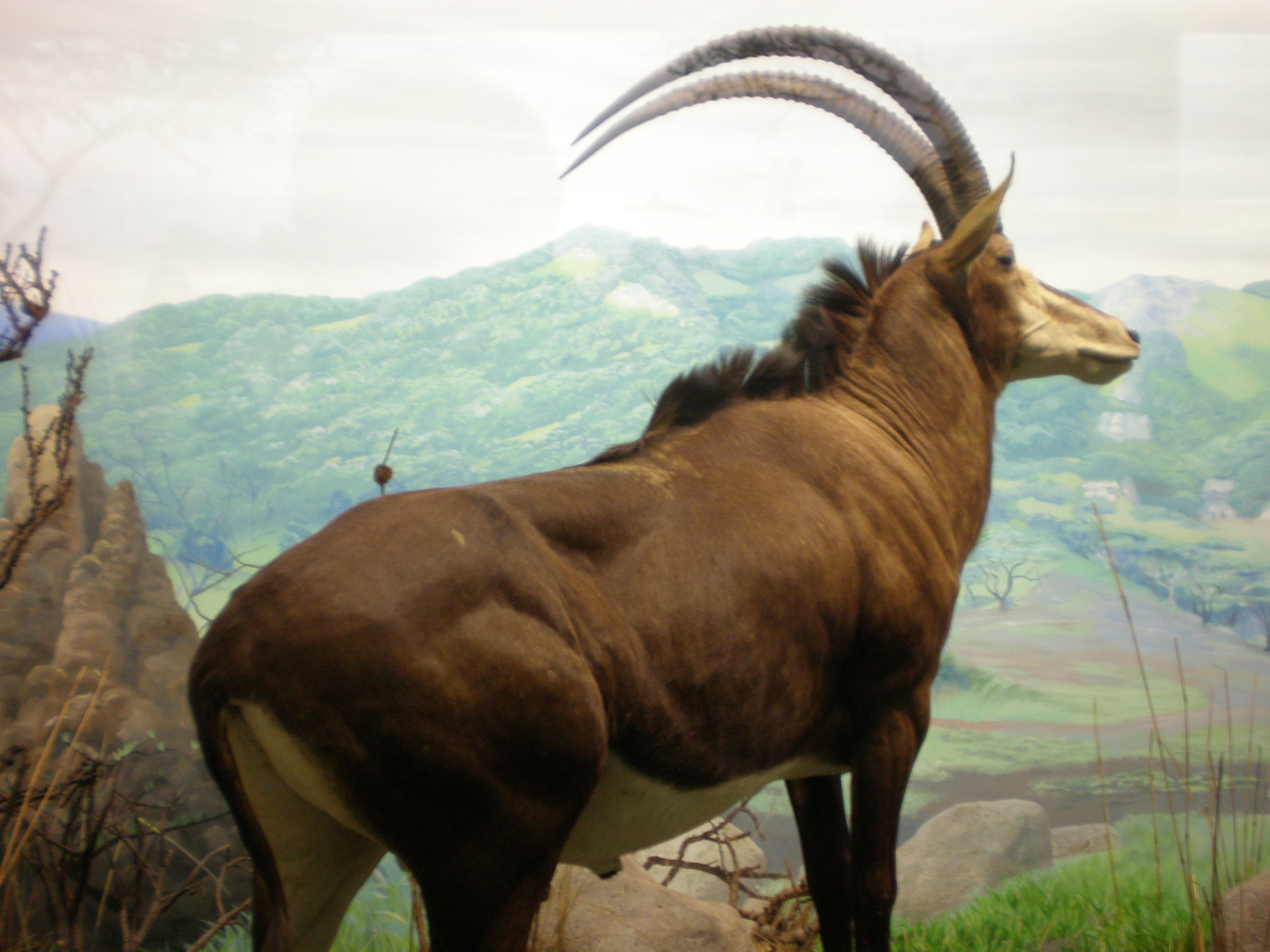 Саблерогая антилопа из африки