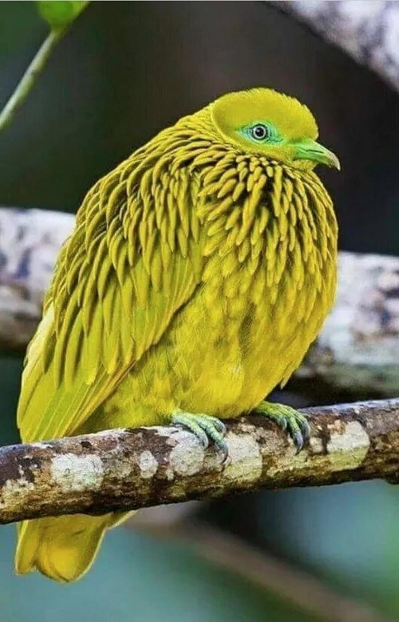 Желто зеленая птичка