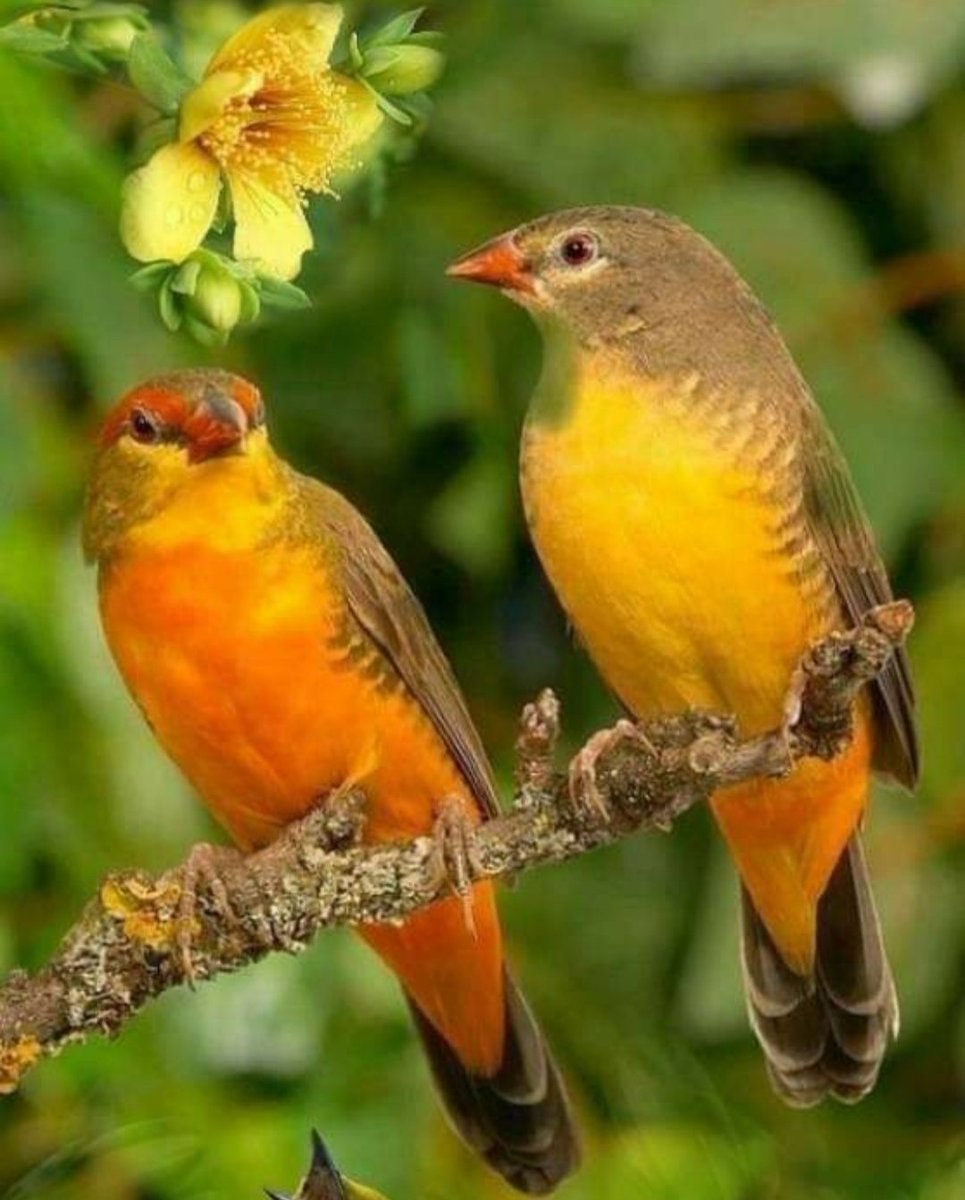 Золотистогрудая астрильда птица