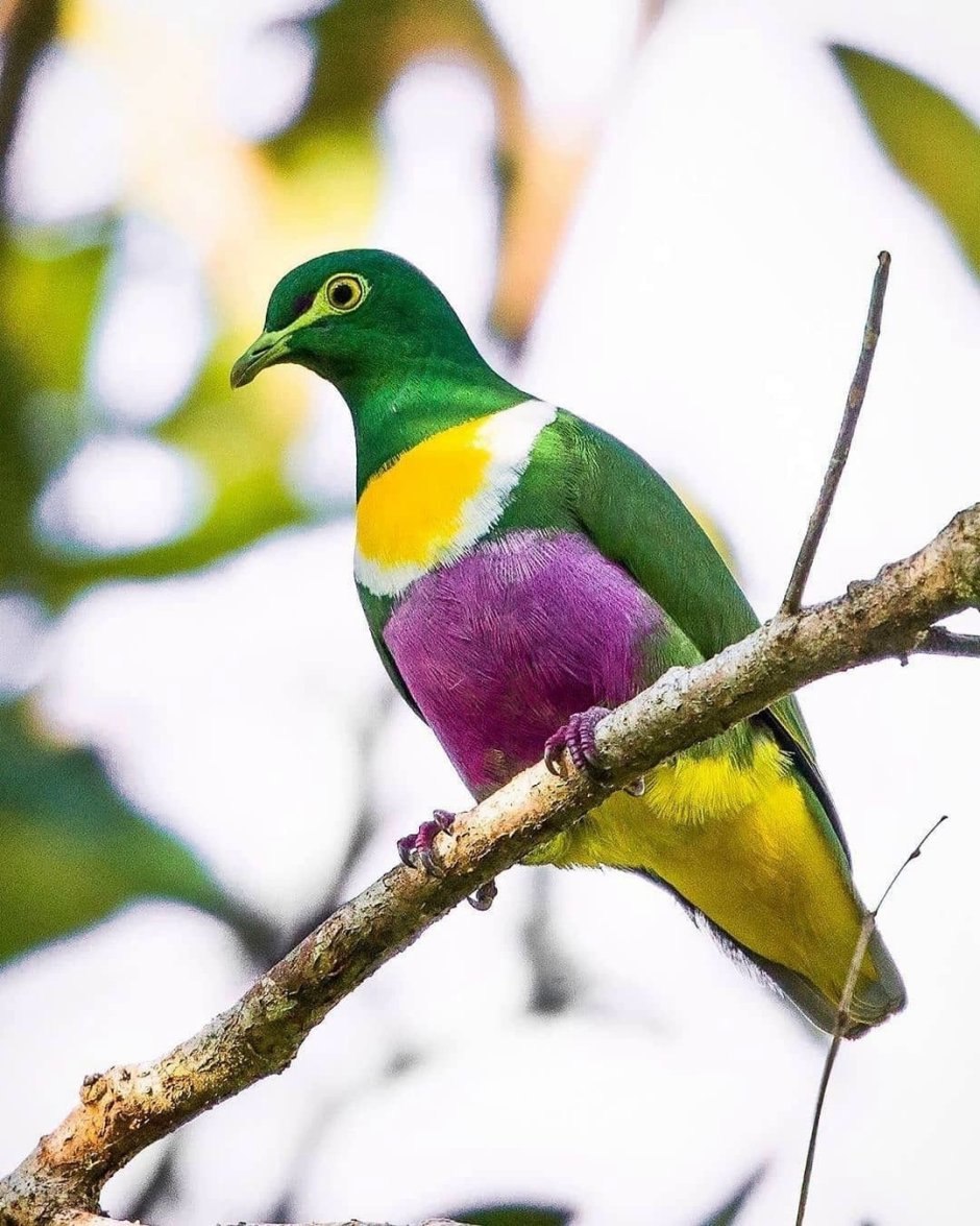 Оранжевый пестрый голубь