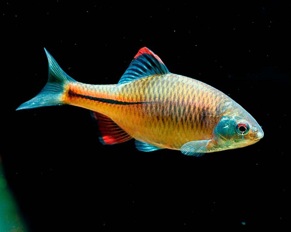Горчак (Rhodeus sericeus)