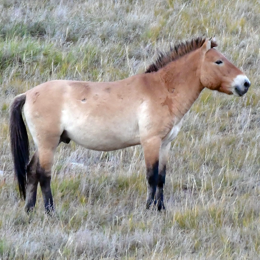 Жеребцов род. Лошадь Пржевальского Equus przewalskii. Дикая лошадь Тарпан. Дикая лошадь Пржевальского. Степной Тарпан.