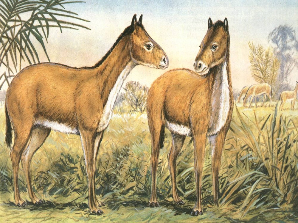 Мезогиппус Mesohippus