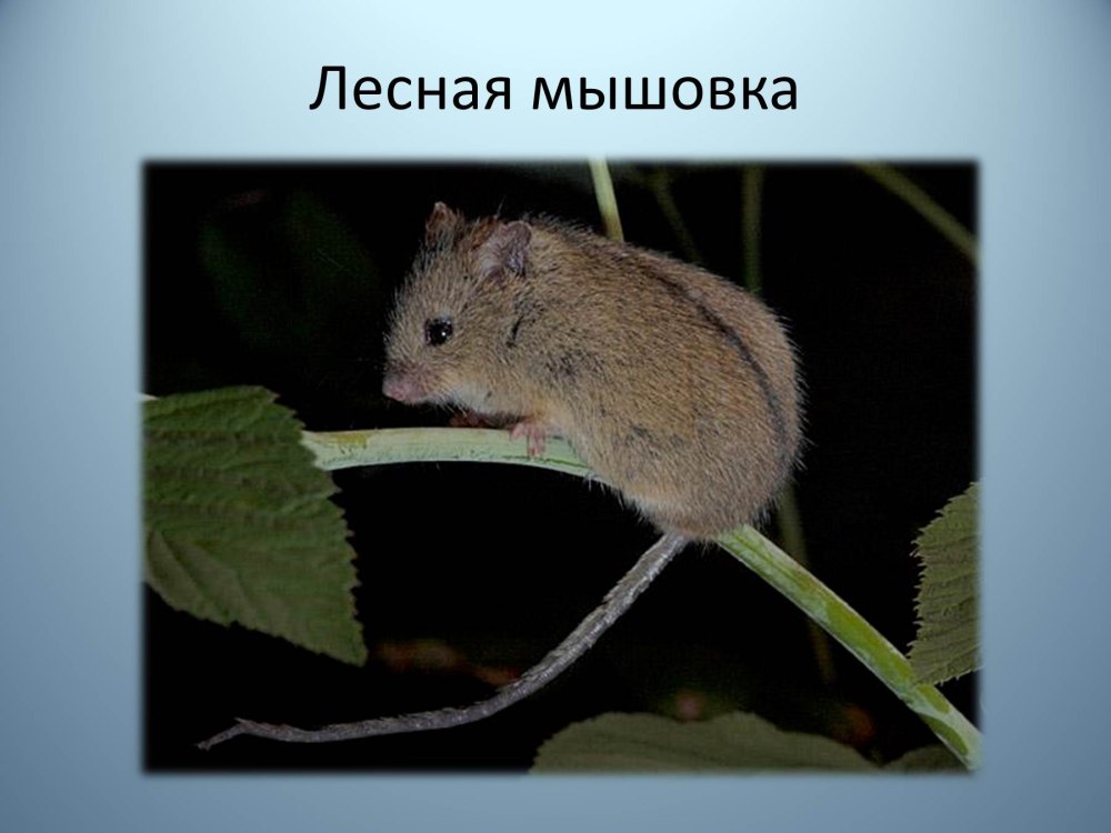 Кавказская мышовка